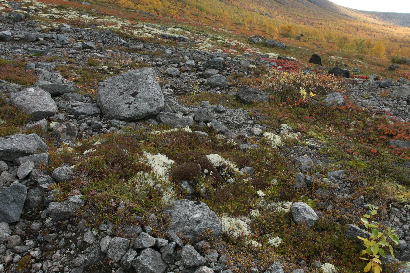 Кукисвумчорр, image of landscape/habitat.