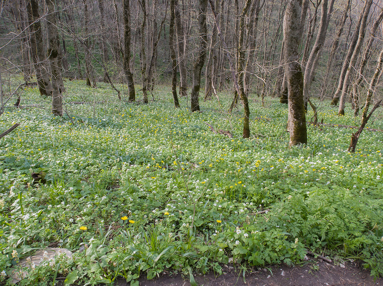 Семигорка, image of landscape/habitat.