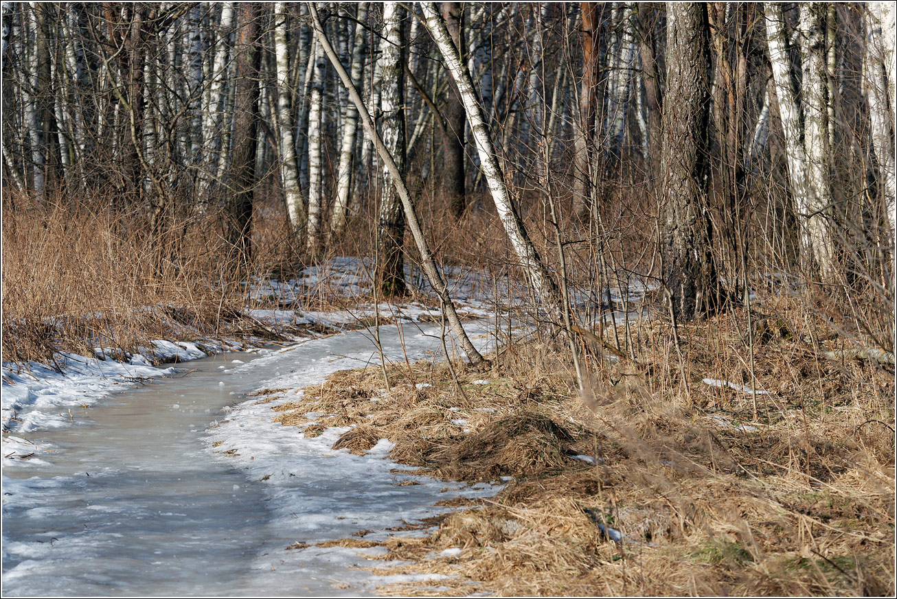 Кузьминский лесопарк, image of landscape/habitat.