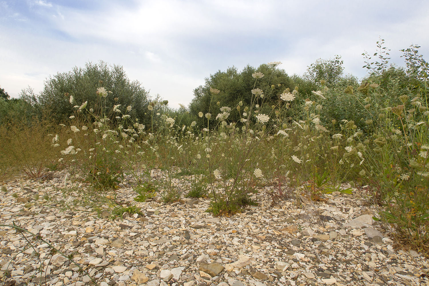 Река Неберджай, image of landscape/habitat.