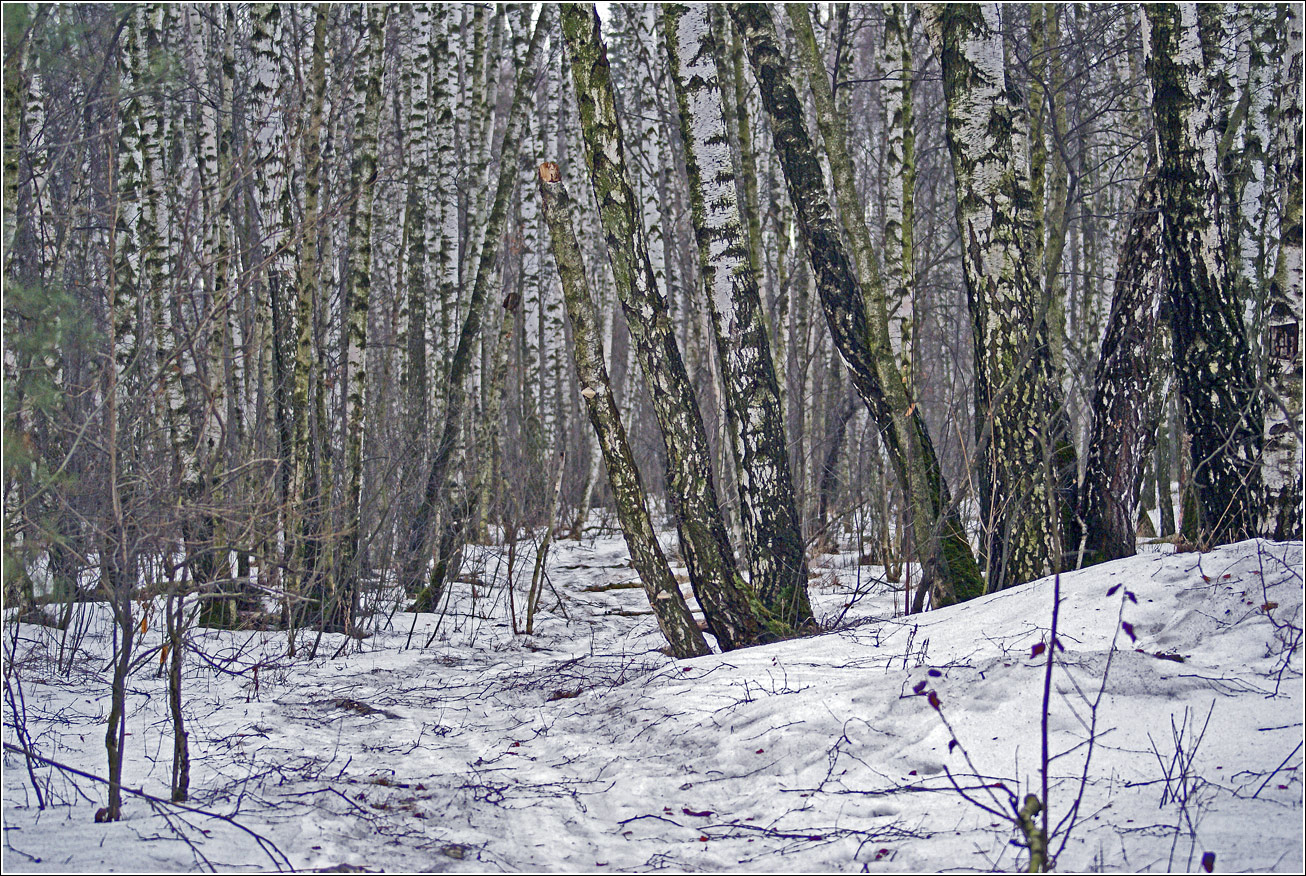 Кузьминский лесопарк, image of landscape/habitat.