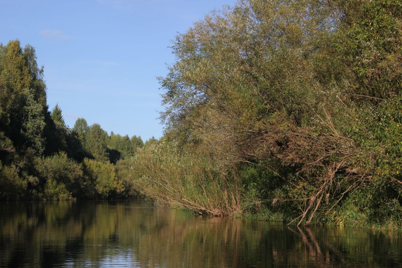 Низовье реки Вига, image of landscape/habitat.