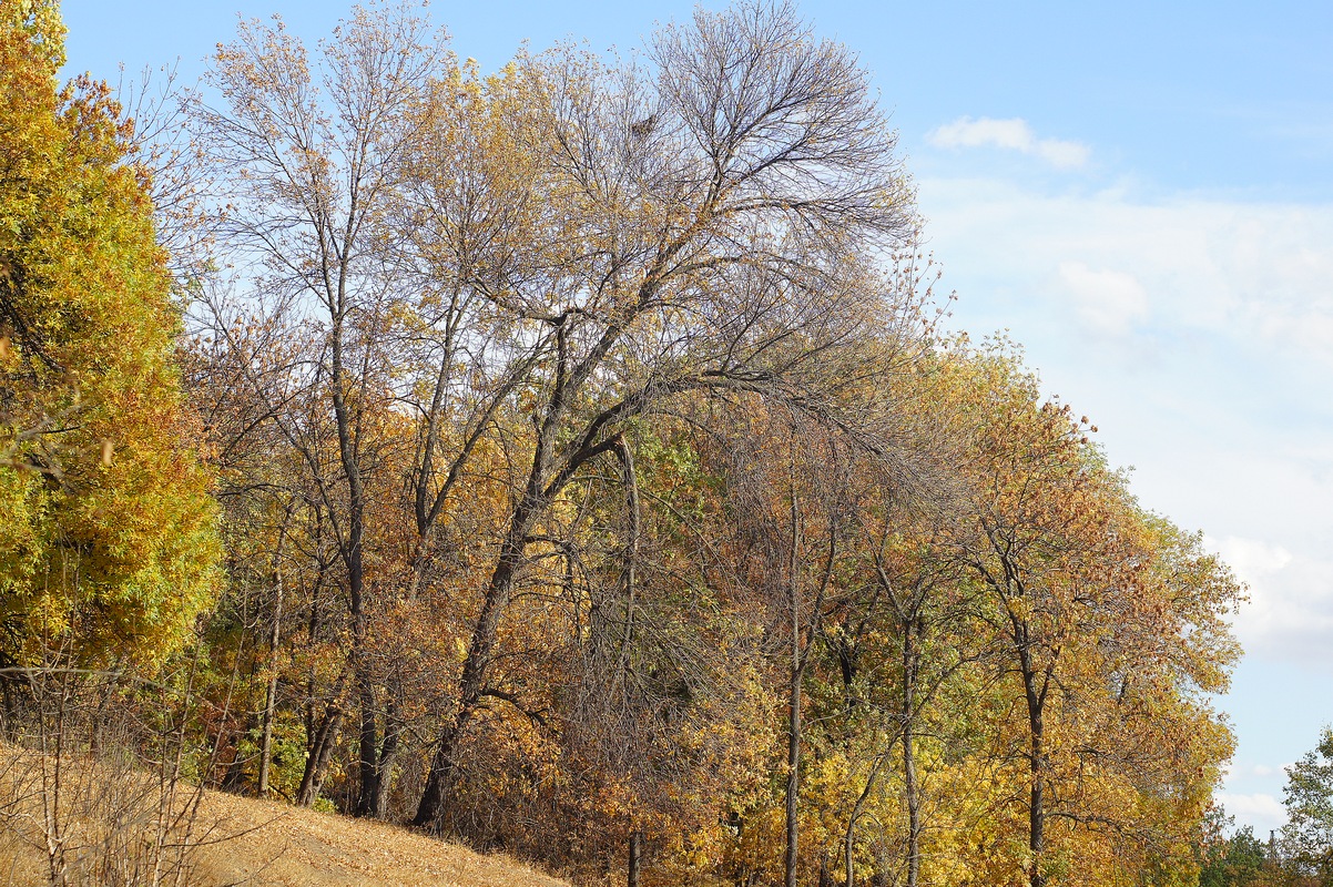 Балка Плотникова, image of landscape/habitat.