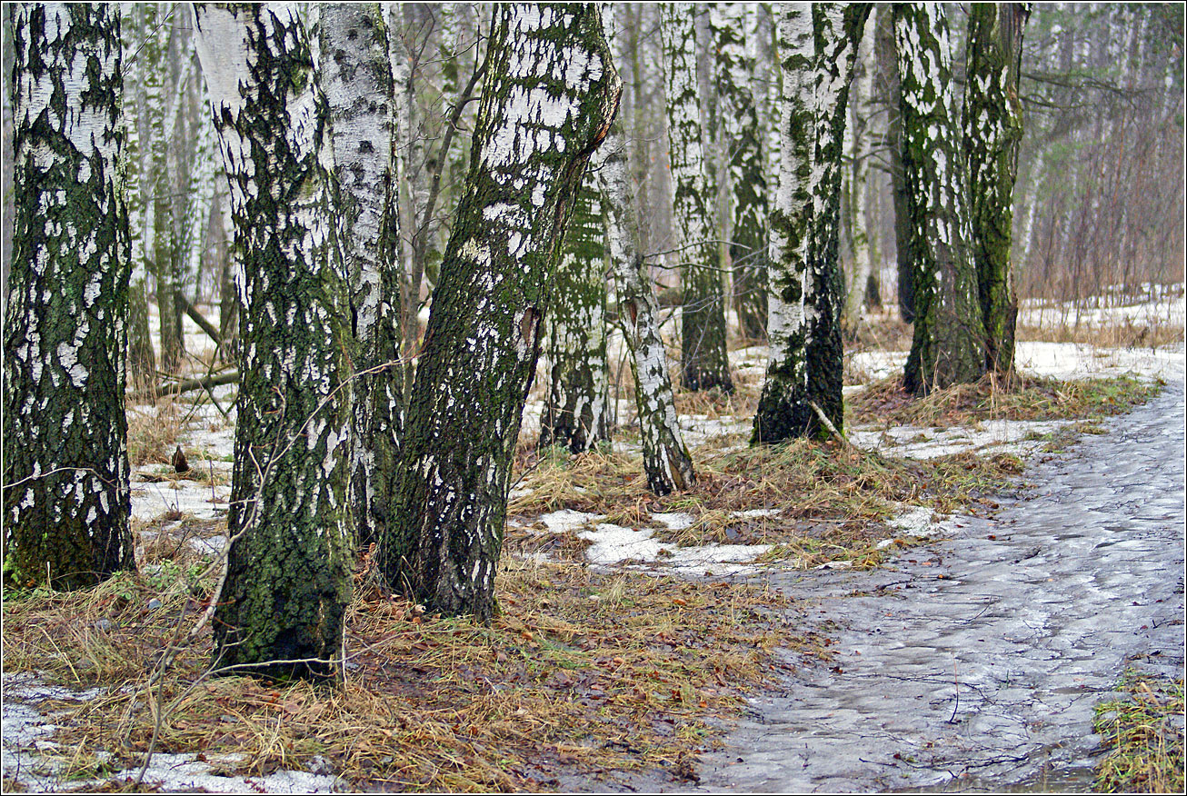 Кузьминский лесопарк, image of landscape/habitat.