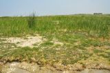 Схирмонниког (Schiermonnikoog), image of landscape/habitat.