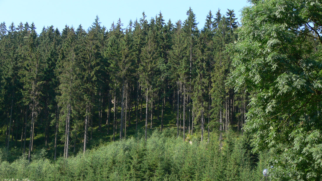 Душники-Здруй, image of landscape/habitat.