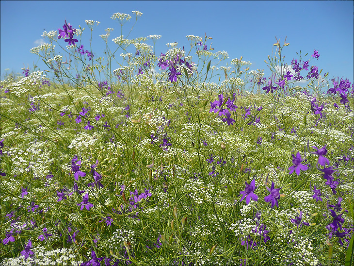 Окрестности Суджукской лагуны, image of landscape/habitat.