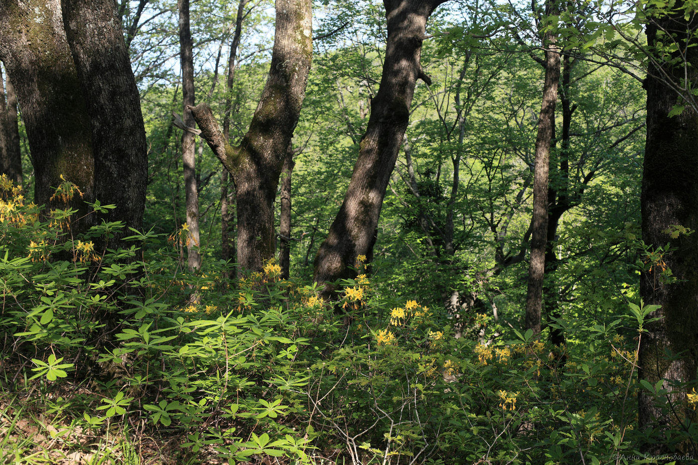 Парк Кадош и скала Киселёва, image of landscape/habitat.