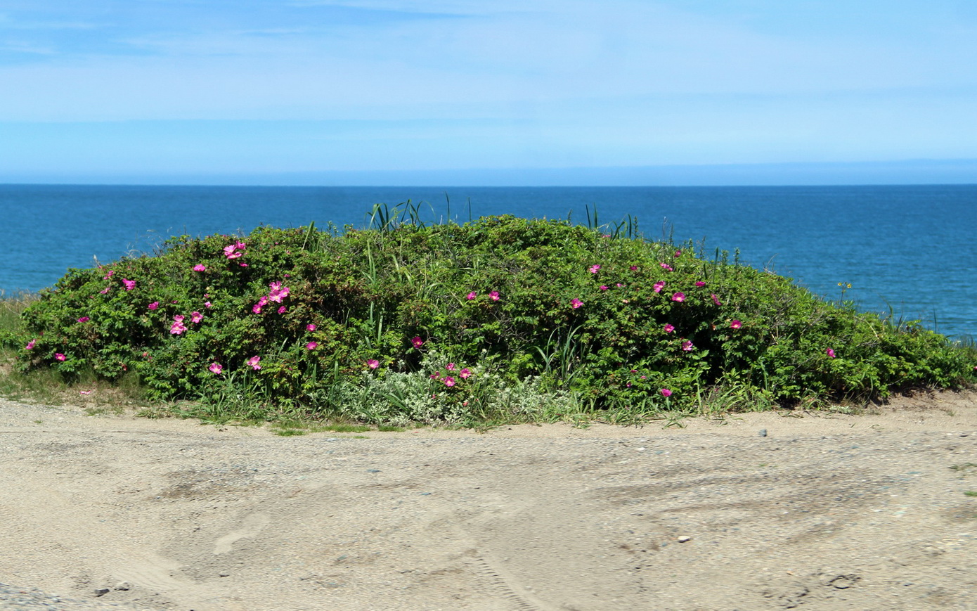 Село Охотское, image of landscape/habitat.