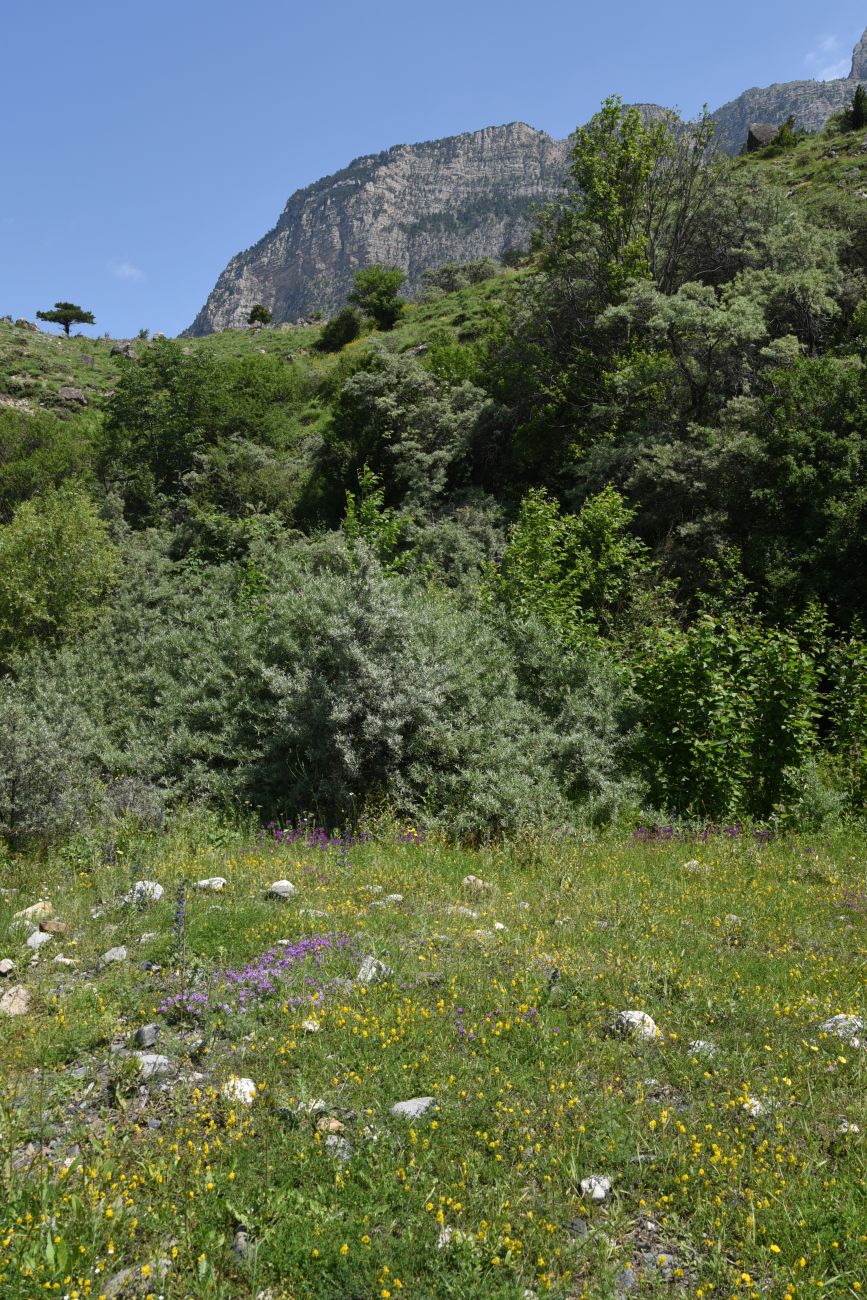 Окрестности урочища Таргим, image of landscape/habitat.