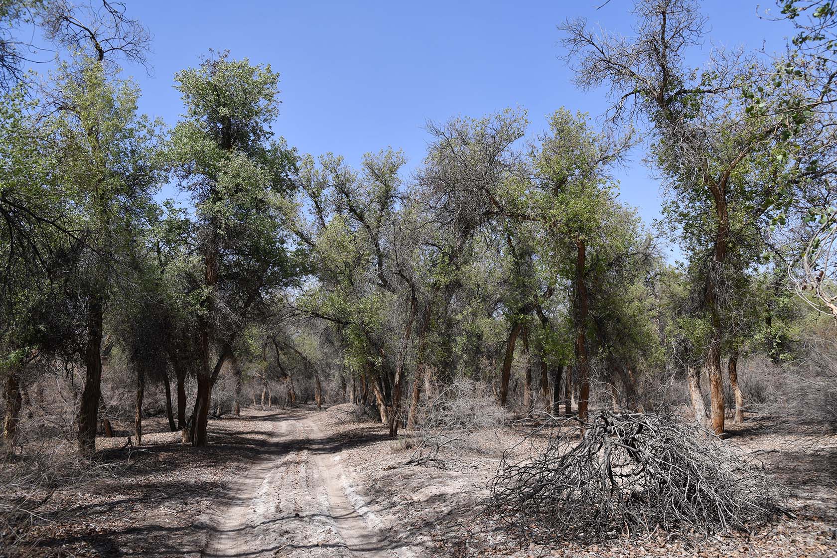 Бадай-Тугай, image of landscape/habitat.