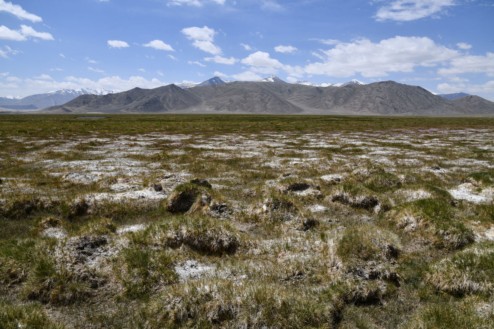 Аличурская долина, image of landscape/habitat.