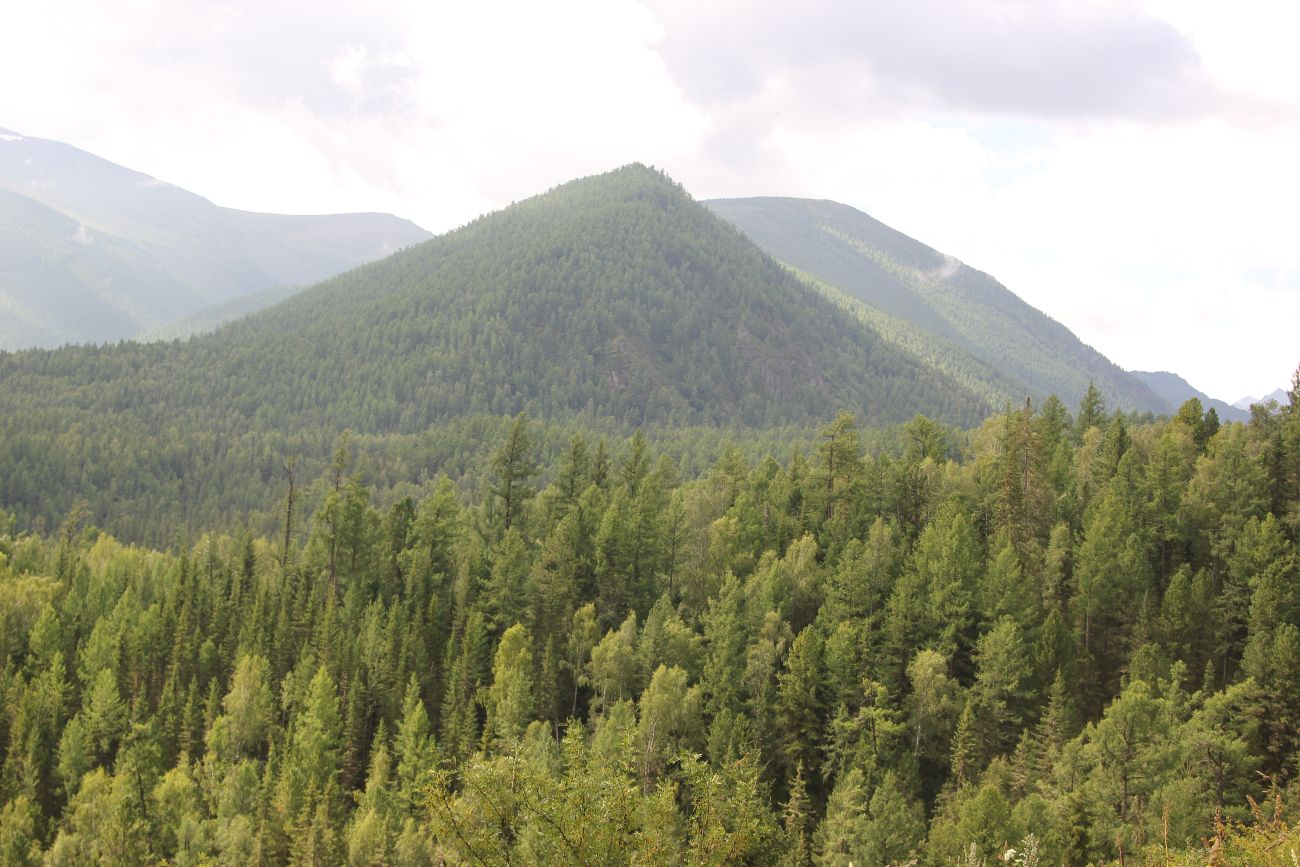 Урочище Маральник 3, image of landscape/habitat.