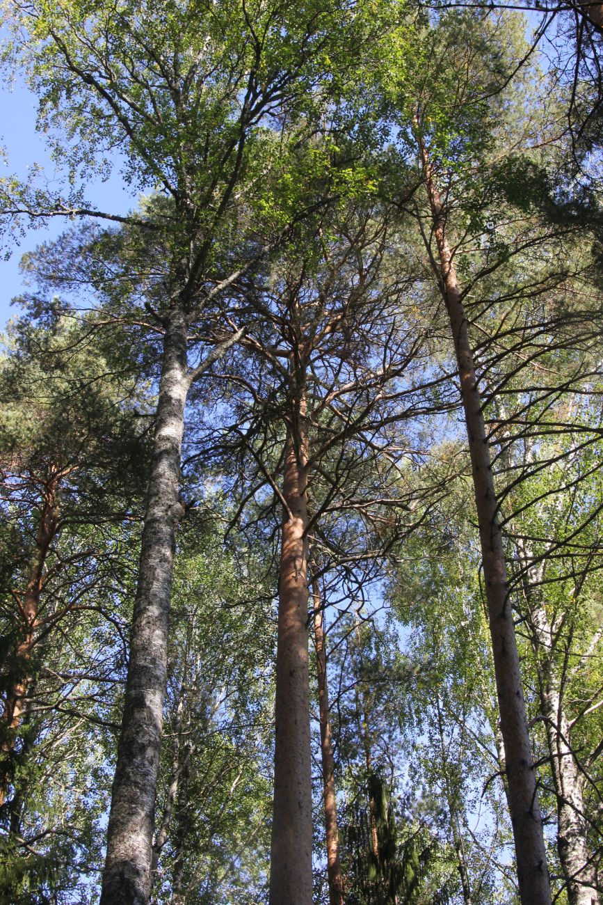 Окрестности устья реки Вига, image of landscape/habitat.