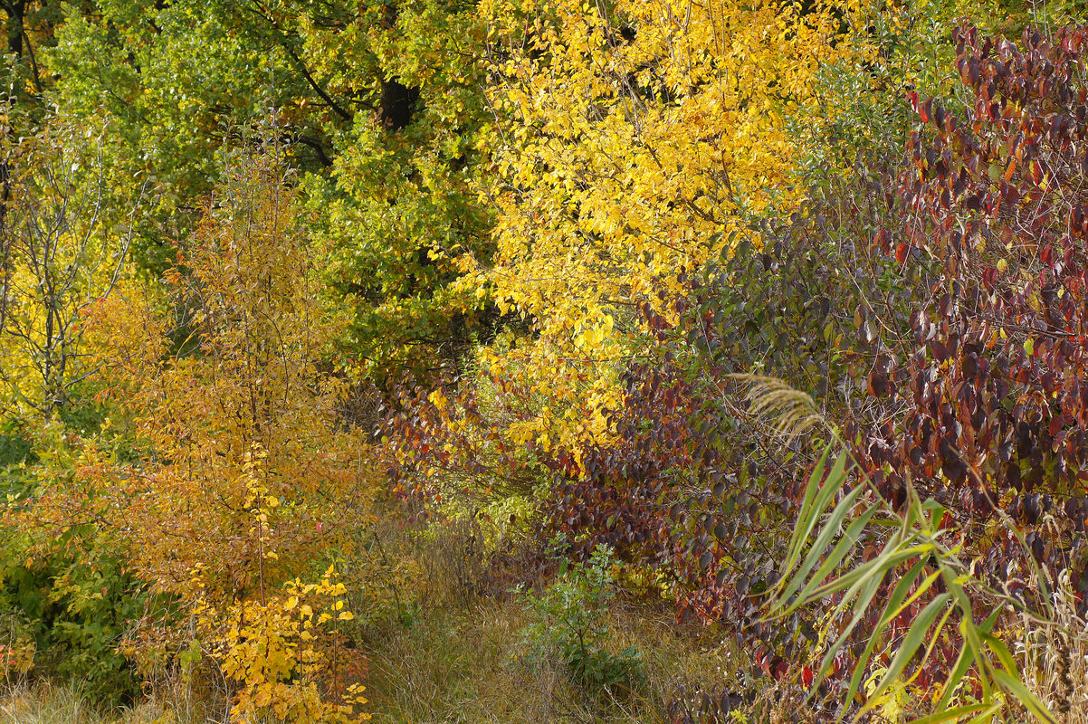 Балка Плотникова, image of landscape/habitat.