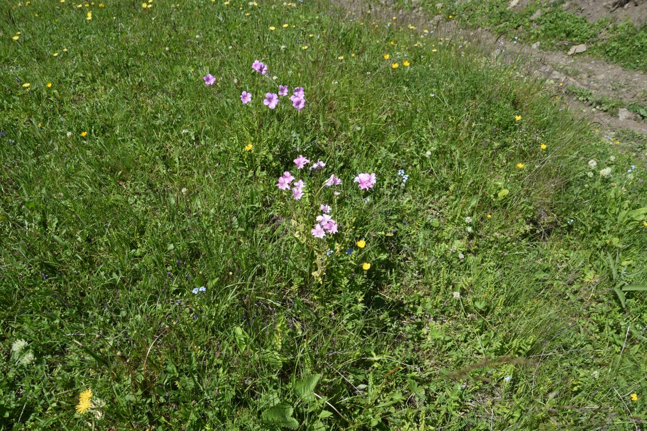 Верхнее течение Чадыри, image of landscape/habitat.