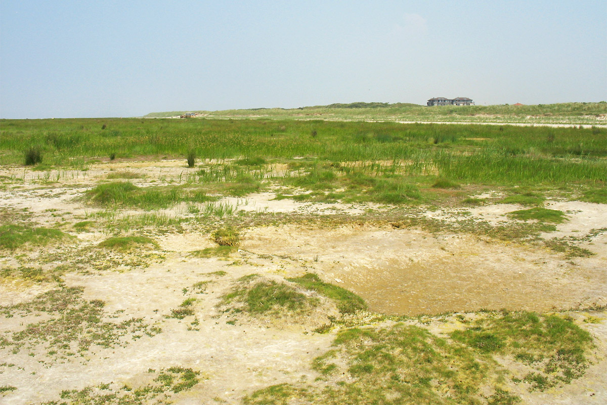 Схирмонниког (Schiermonnikoog), image of landscape/habitat.