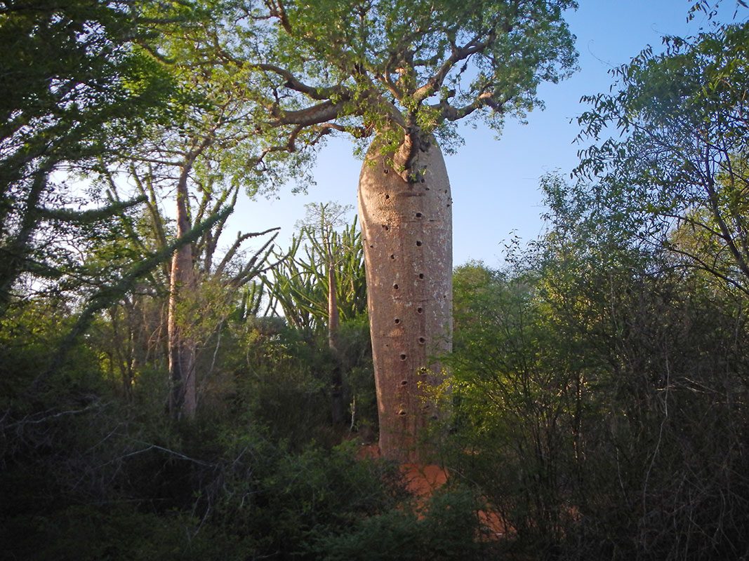 Колючий лес Ифати, image of landscape/habitat.