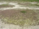 Схирмонниког (Schiermonnikoog), image of landscape/habitat.