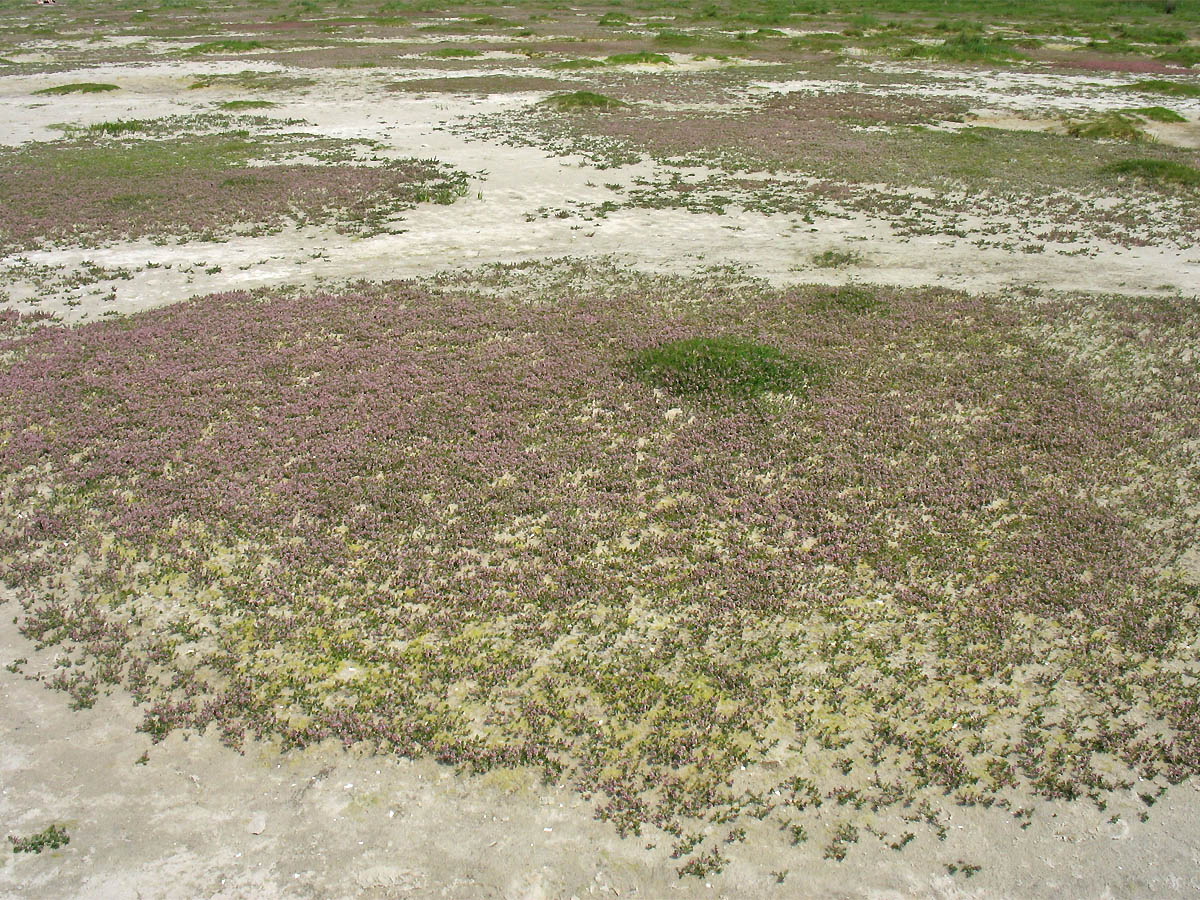 Схирмонниког (Schiermonnikoog), image of landscape/habitat.