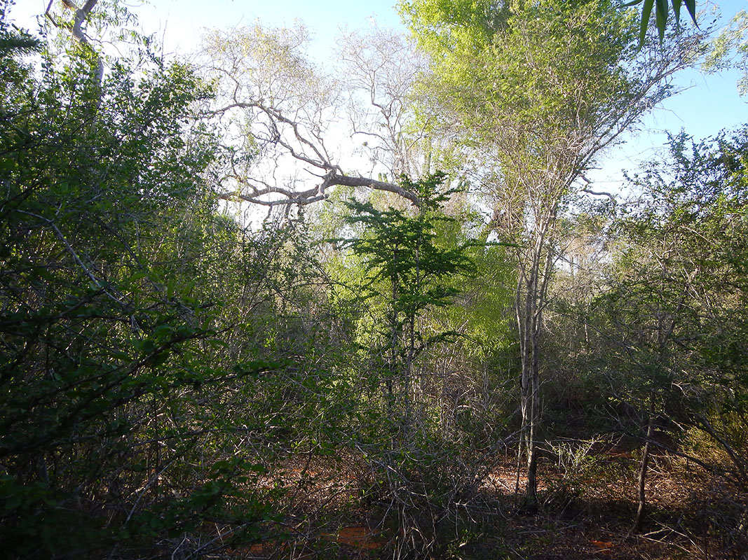 Колючий лес Ифати, image of landscape/habitat.