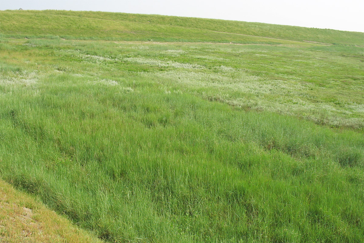 Схирмонниког (Schiermonnikoog), image of landscape/habitat.