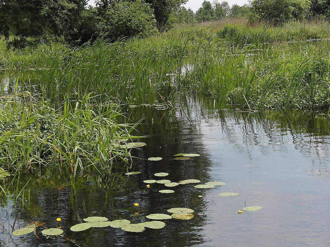 Наревский национальный парк, image of landscape/habitat.