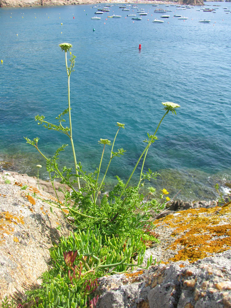 Тосса-де-Мар, image of landscape/habitat.