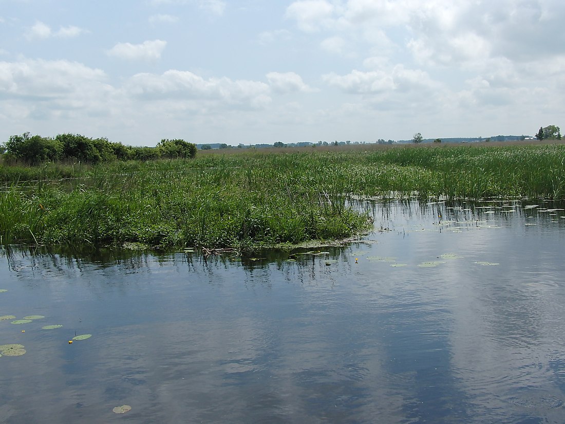 Наревский национальный парк, image of landscape/habitat.