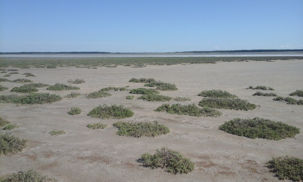 Котловина оз. Солёное, image of landscape/habitat.