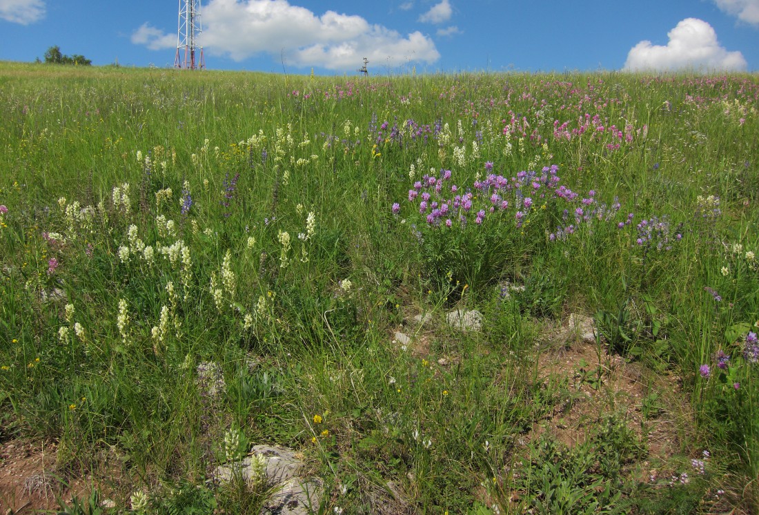 Бавлы, image of landscape/habitat.