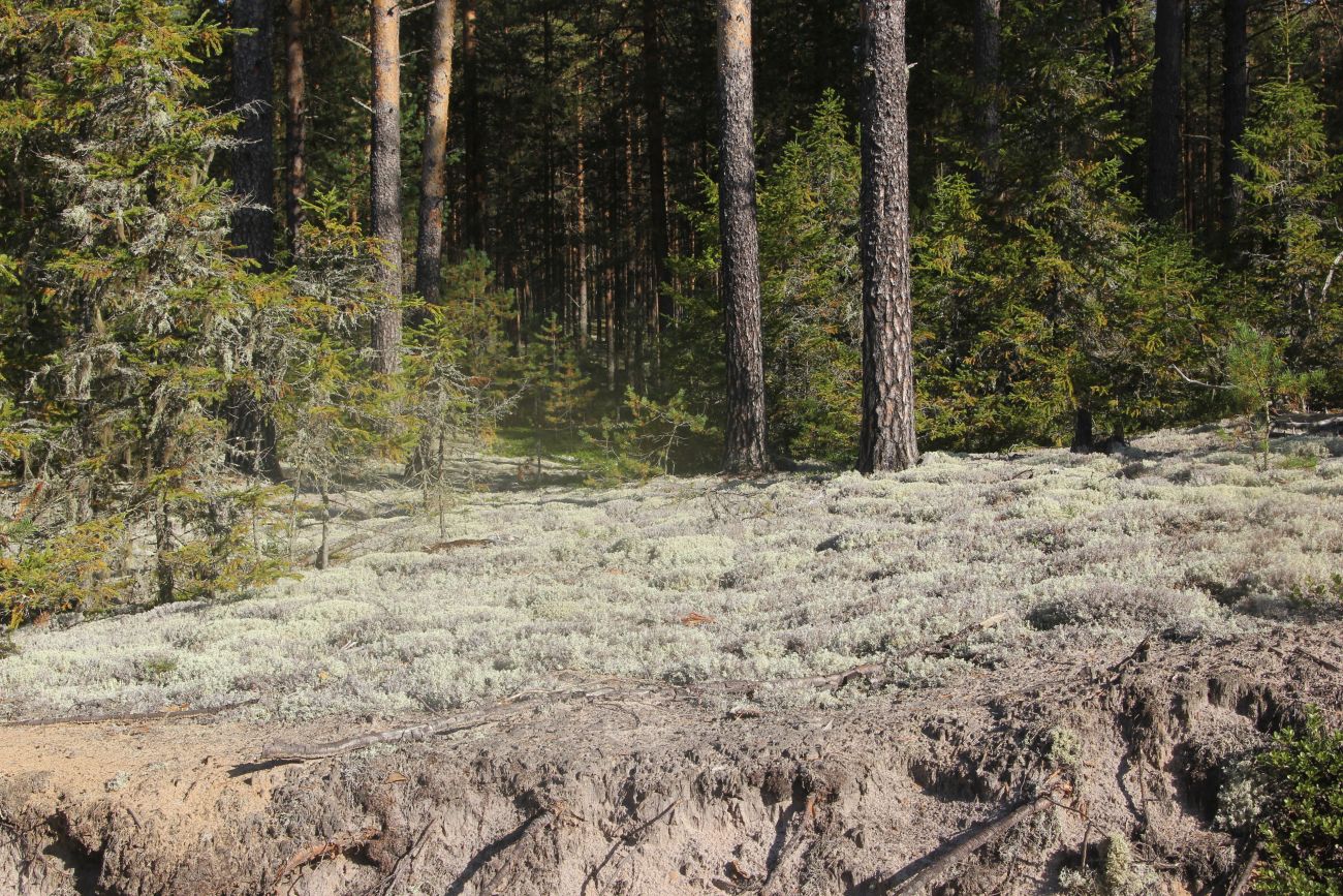 Окрестности устья реки Вига, image of landscape/habitat.