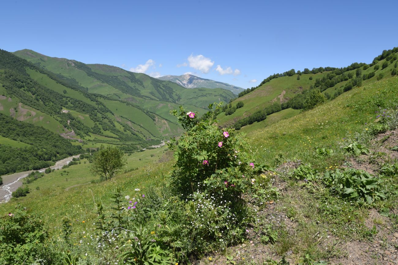 Верхнее течение Чадыри, image of landscape/habitat.