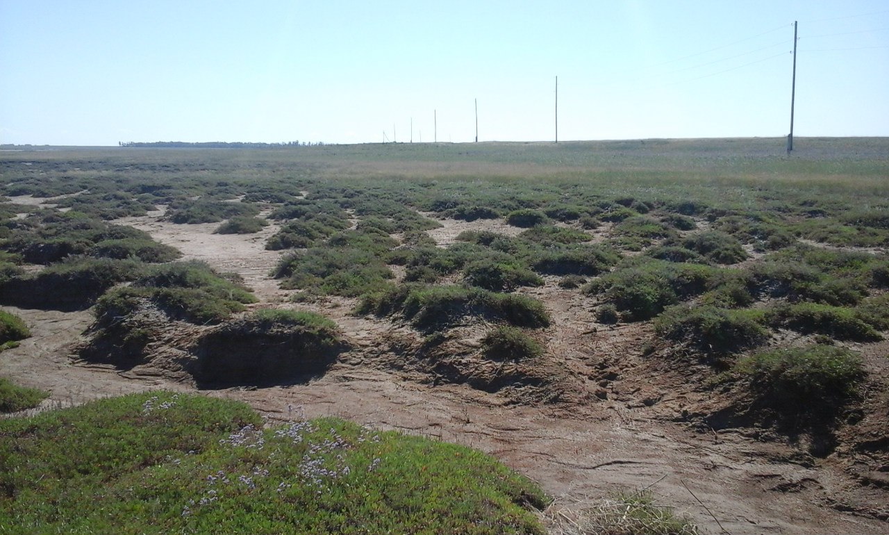 Котловина оз. Солёное, image of landscape/habitat.