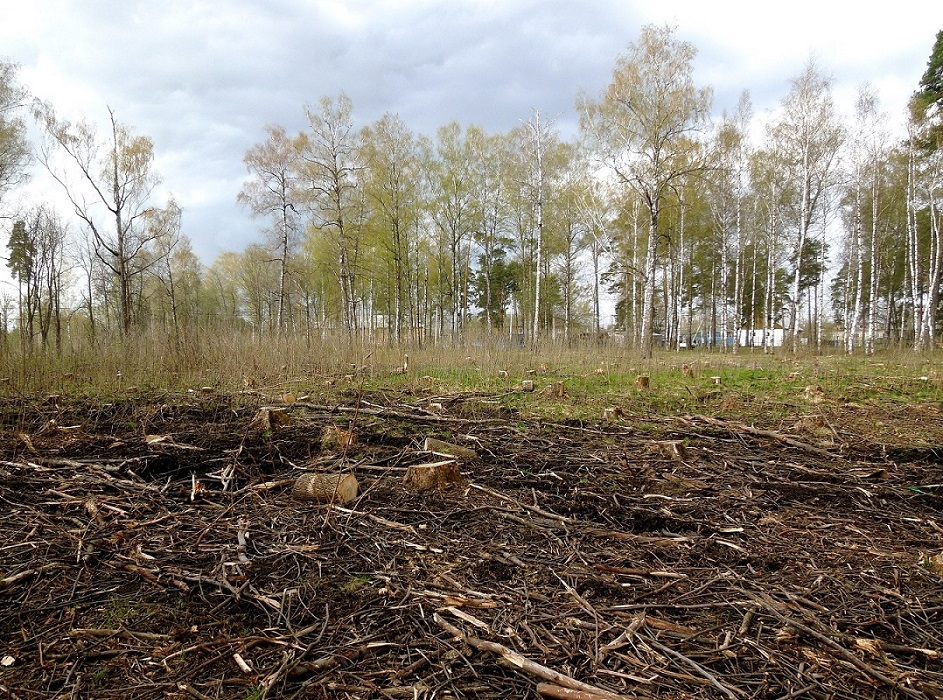 Электрогорск и его окрестности, image of landscape/habitat.