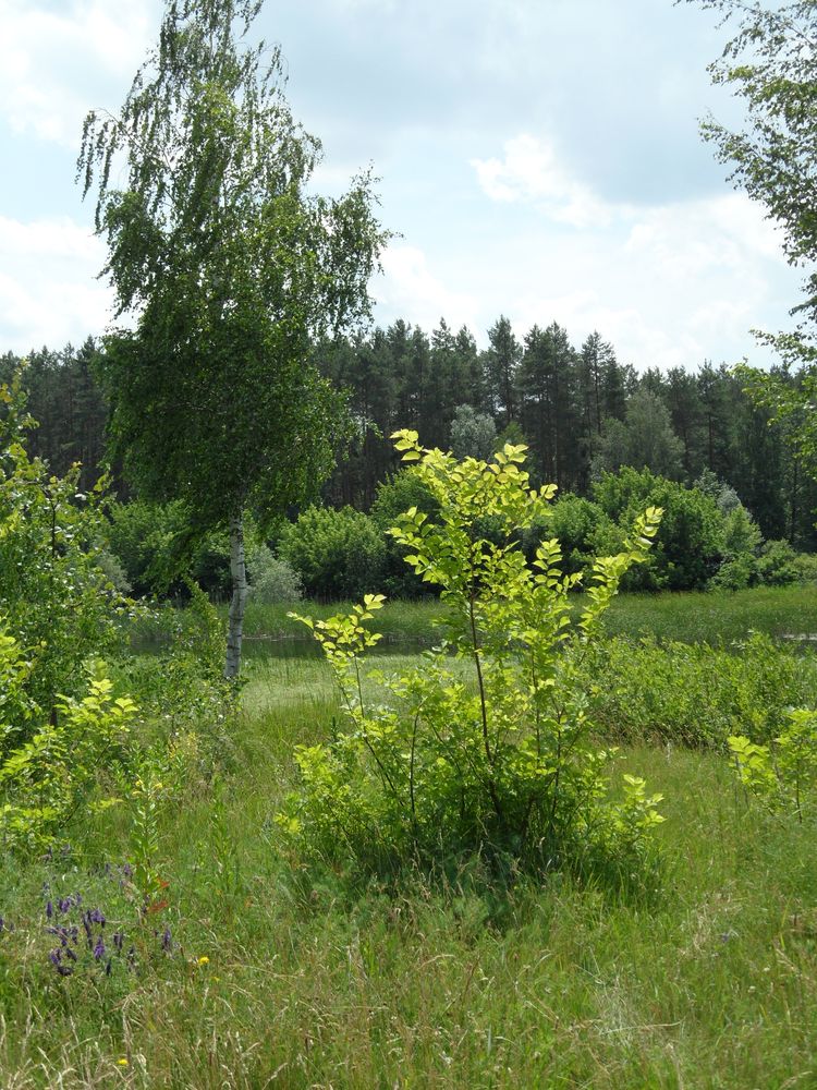 Окрестности села Коробовка, image of landscape/habitat.