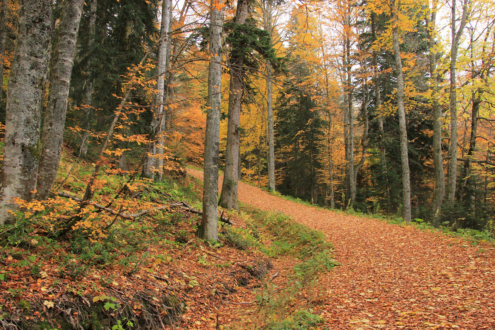 Хребет Псехако, image of landscape/habitat.