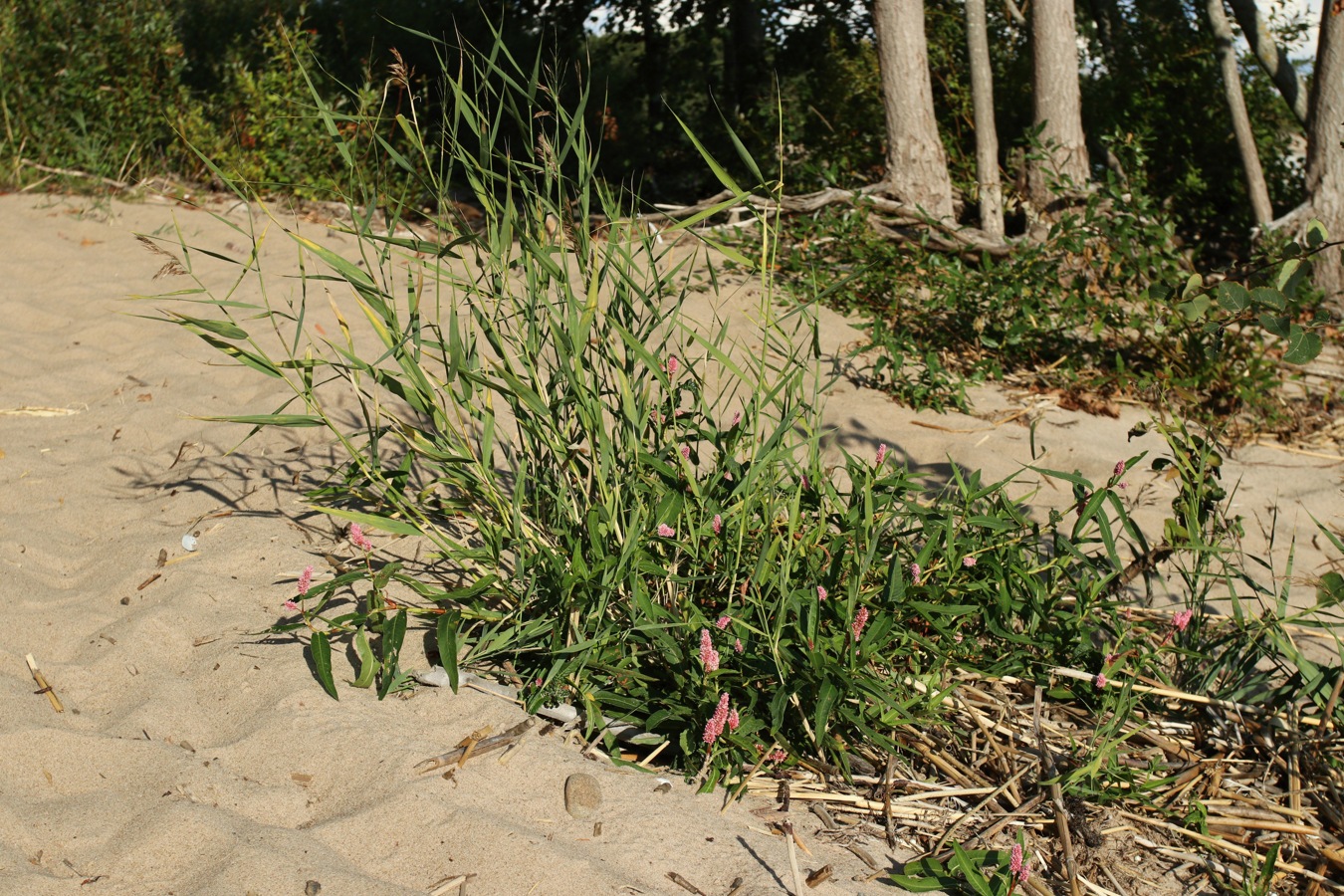 Западный Котлин, image of landscape/habitat.