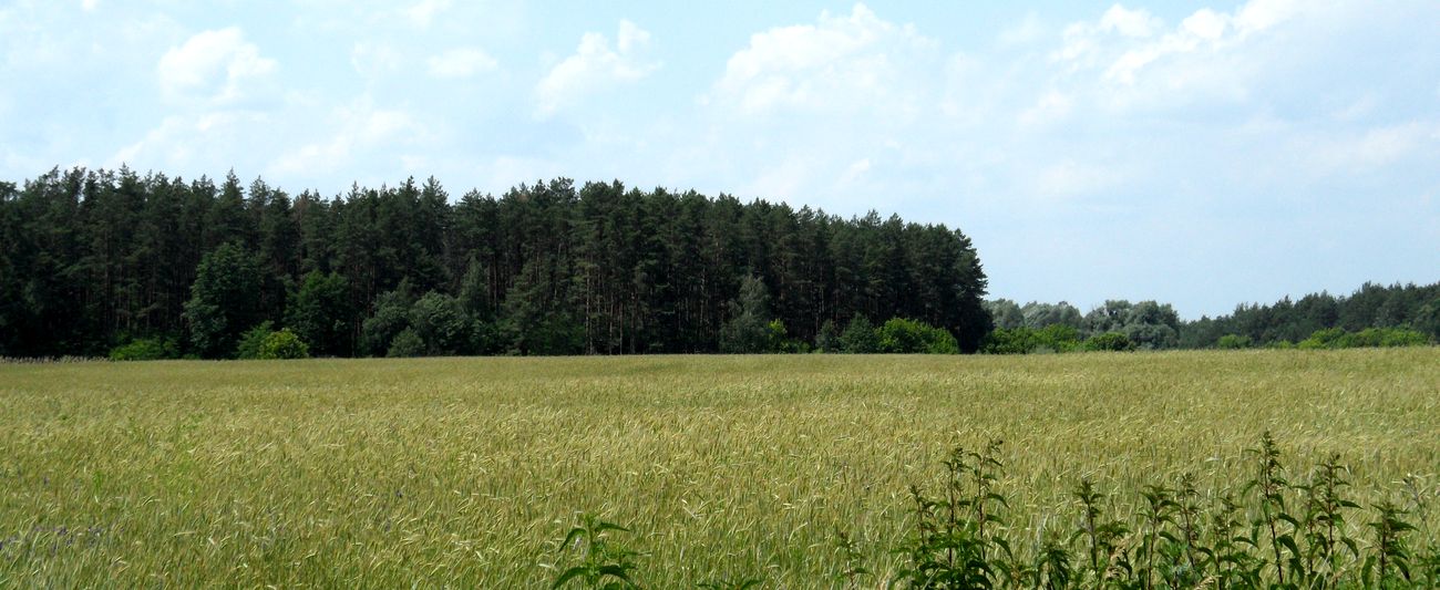 Окрестности села Коробовка, image of landscape/habitat.