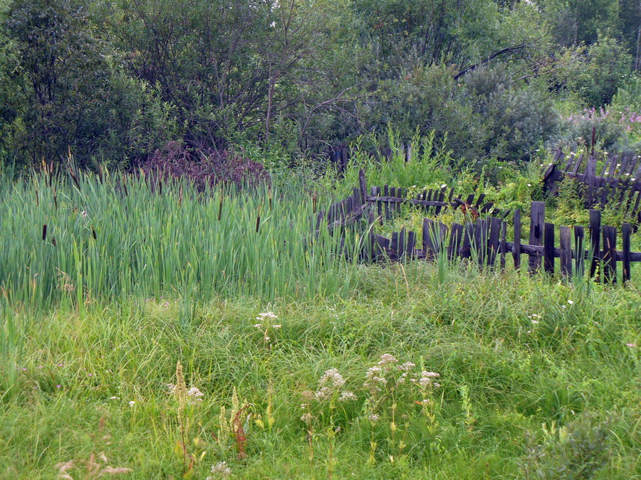 Станция Полянки, image of landscape/habitat.