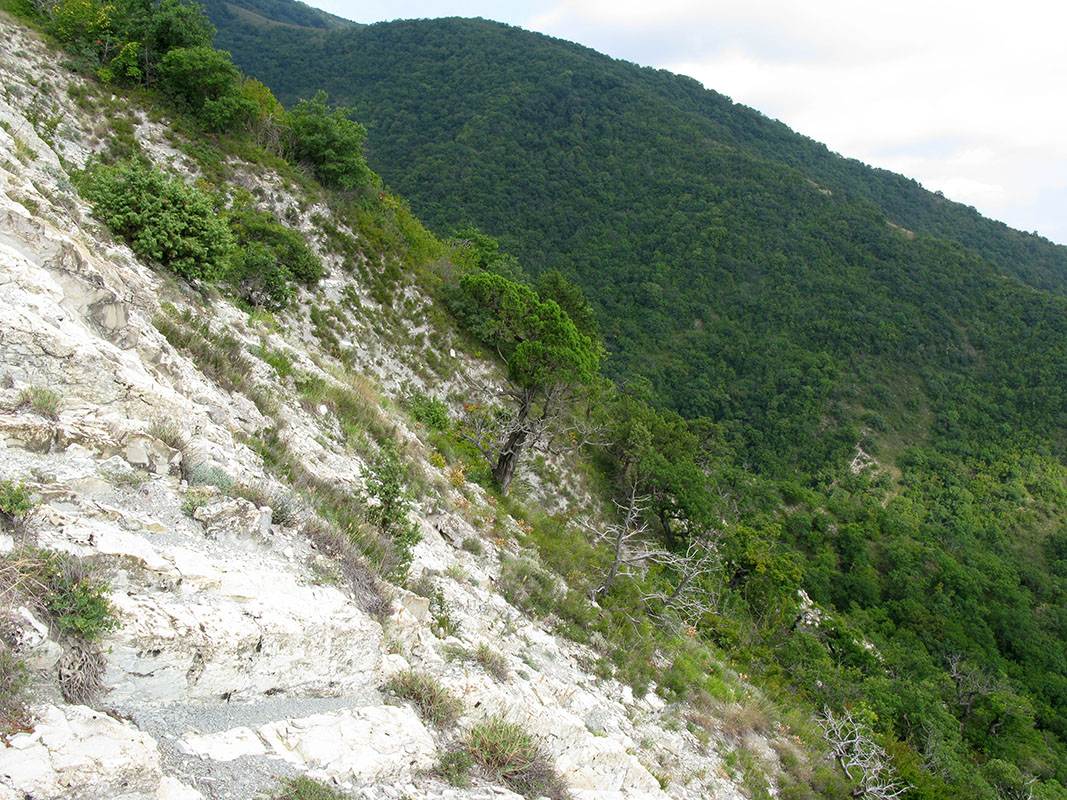 Окрестности Геленджика, image of landscape/habitat.