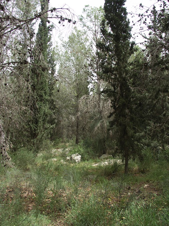 Предгорья Иудеи, image of landscape/habitat.