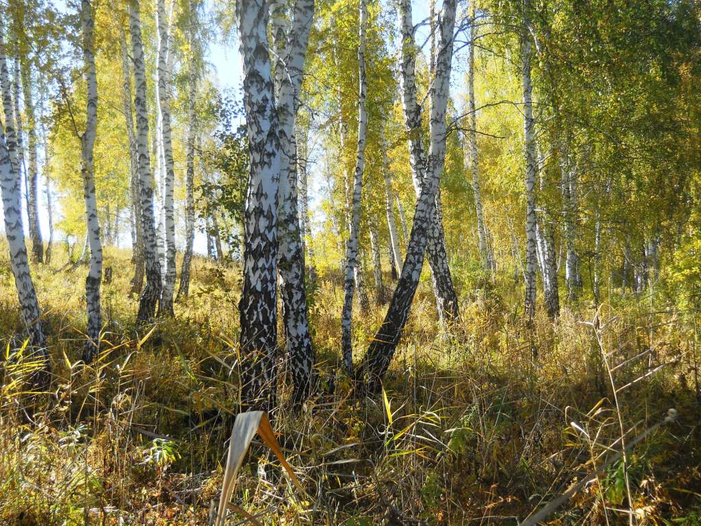 Титов Лог, image of landscape/habitat.