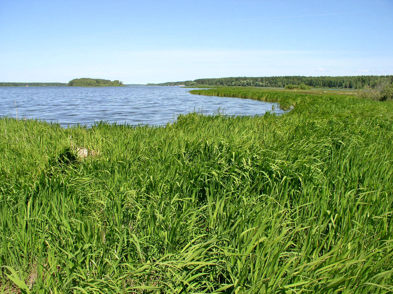 Иваньковское водохранилище, image of landscape/habitat.