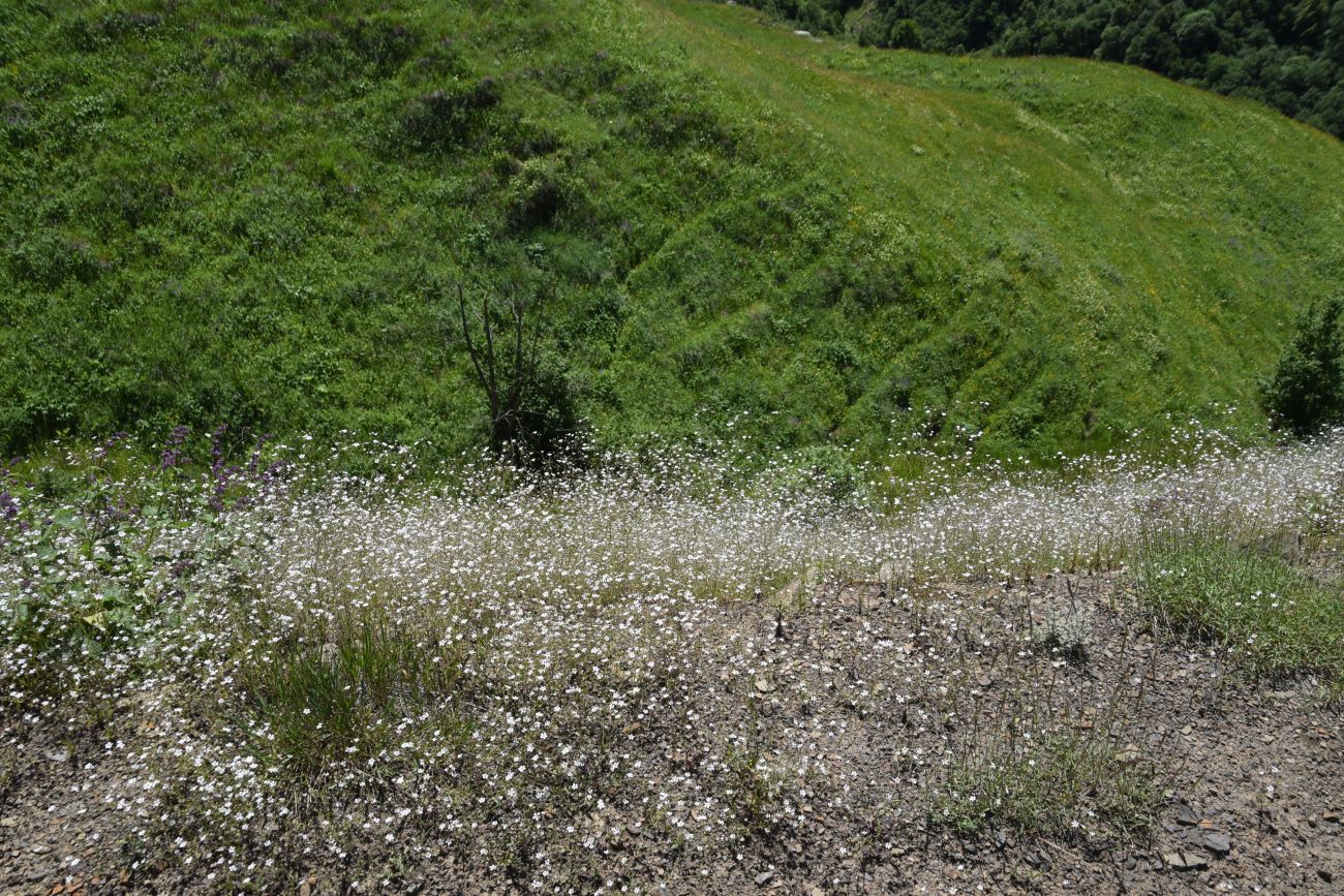 Верхнее течение Чадыри, image of landscape/habitat.