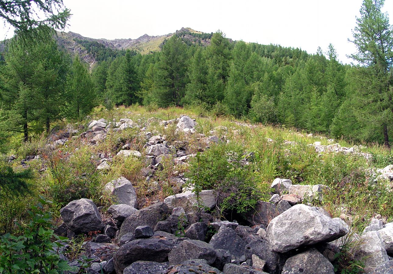 Курумы над Кучерлинским с запада, image of landscape/habitat.