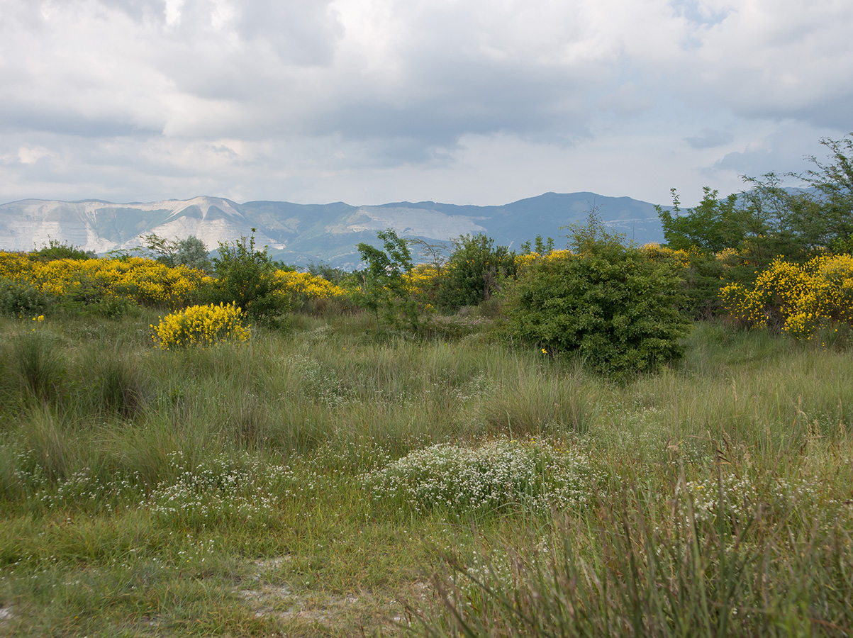 Дендропарк НПИ Куб ГТУ, image of landscape/habitat.