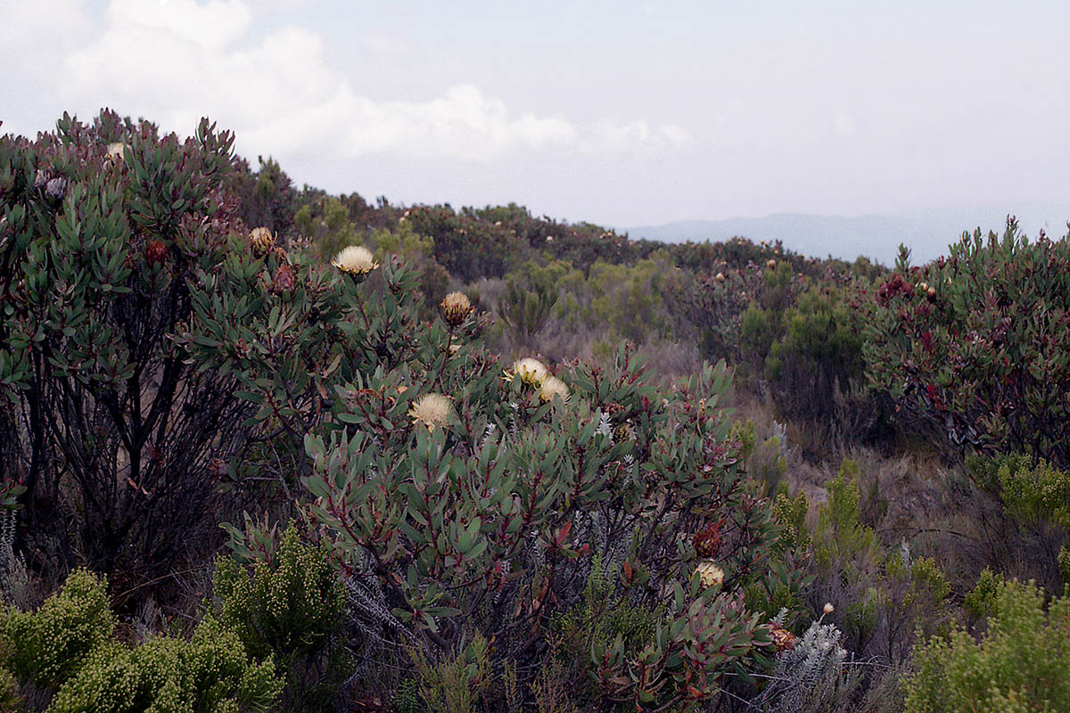 Килиманджаро, image of landscape/habitat.