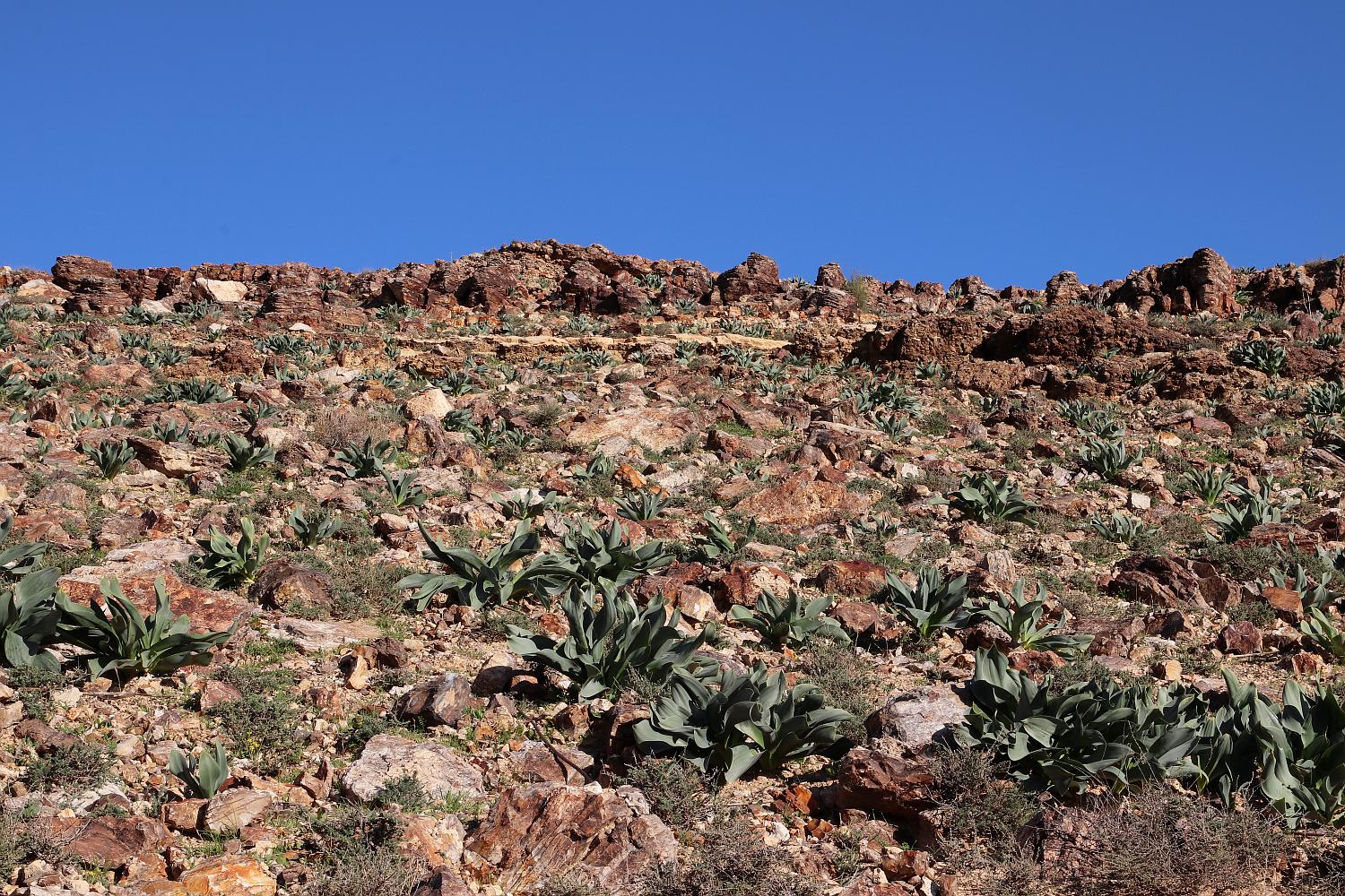 Арад, image of landscape/habitat.