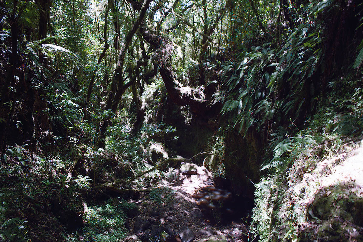 Килиманджаро, image of landscape/habitat.